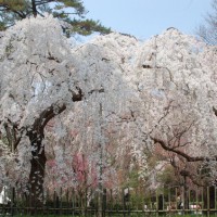御所の糸桜