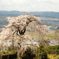 地蔵禅院の枝垂桜