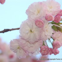 神苑の八重桜