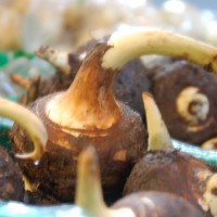 餅をいれた汁/お雑煮