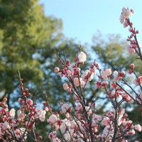 早咲き梅