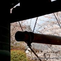 SAKURA 2008 No.2
