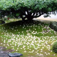 京の沙羅双樹を愛でる