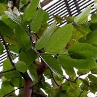 京の沙羅双樹を愛でる