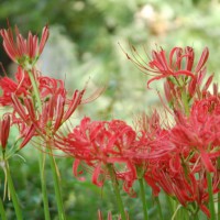 赤く咲くのが曼珠沙華