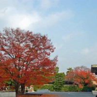 紅葉狩　花暦 京都市美術館