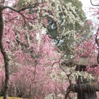 梅 花見 神苑春の山　枝垂れ梅と椿まつり 城南宮　神苑