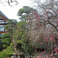 街角の梅見　西陣の梅