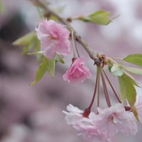 花見　桜 法輪寺