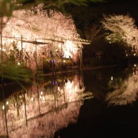 花見　桜　紅しだれコンサート 平安神宮東神苑