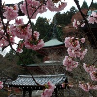 花見　桜 法輪寺