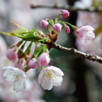 花見　桜　十三まいり 法輪寺