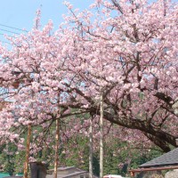 花見　桜 春日神社