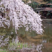 花見　桜 近衛邸址 足利義満　豊臣秀吉