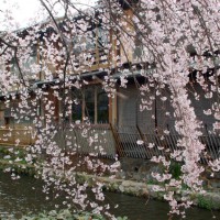 花見　桜 祗園白川