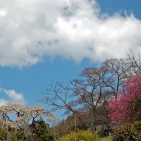 花見　桜 地蔵禅院