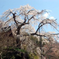 花見　桜 地蔵禅院
