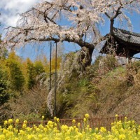 花見　桜 地蔵禅院