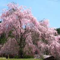 花見　桜 常照皇寺