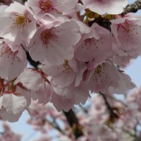 花見　桜 車折神社境内