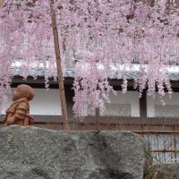 花見　桜 六角堂 花山天皇　聖徳太子