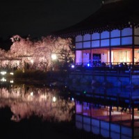 花見　桜　紅しだれコンサート 平安神宮神苑