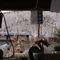 花見　桜 六角堂頂法寺