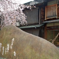 花見　桜　 祗園白川 吉井勇