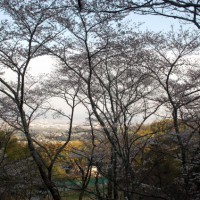 旬の桜を求めて