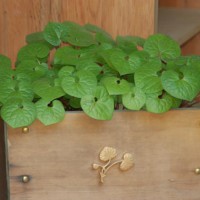 松尾大社還幸祭 葵祭(賀茂祭) 上賀茂神社　 賀茂別雷神