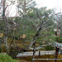 観梅 花見　軒端梅 清凉寺　嵯峨釈迦堂　 和泉式部