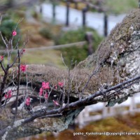 観梅 花見　軒端梅 清凉寺　嵯峨釈迦堂　 和泉式部
