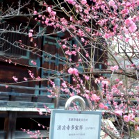 観梅 花見 清凉寺　嵯峨釈迦堂　多宝塔 釈迦如来　法然　然（ちょうねん) 盛算（じょうさん） 源　融　嵯峨天皇　壇林皇后