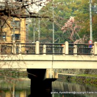 桜　花見　観桜　早咲き桜 岡崎疎水　れいせん橋