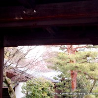 桜　花見　観桜　早咲き桜 養源院 豊臣秀吉　浅井長政　成伯法印　崇源院　俵屋宗達