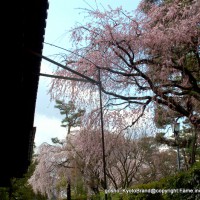 桜　花見　観桜　早咲き桜 旧武徳殿　京都武道センター
