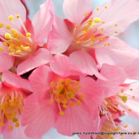 桜　花見　観桜　早咲き桜　花暦 長徳寺 法然上人
