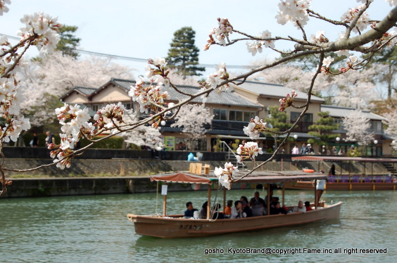 桜と茶だんごで宇治三昧 京に癒やされ