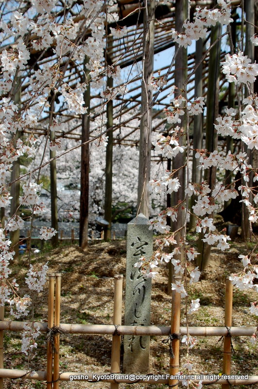 桜と茶だんごで宇治三昧 京に癒やされ