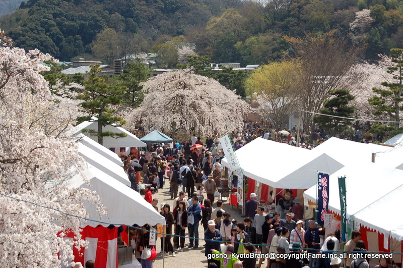 桜と茶だんごで宇治三昧 京に癒やされ