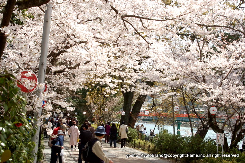 桜と茶だんごで宇治三昧 京に癒やされ