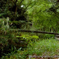 蛍狩り　世界遺産 下鴨神社　瀬見の小川　糾の森