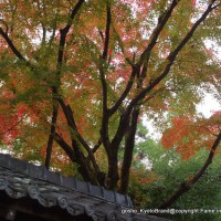 秋のくろ谷　金戒光明寺