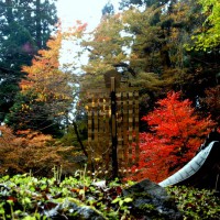 紅葉
