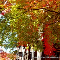 知られざる清水寺境内の紅葉