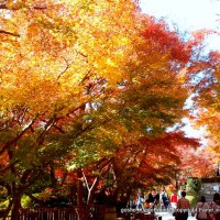 知られざる清水寺境内の紅葉