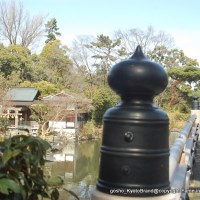 京都御苑 春一番を歩く