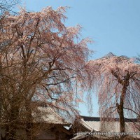 醍醐の花見