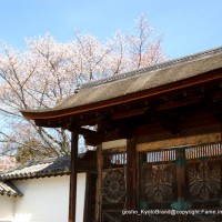 花見 醍醐寺　唐門