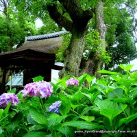 京の紫陽花めぐり　藤森神社